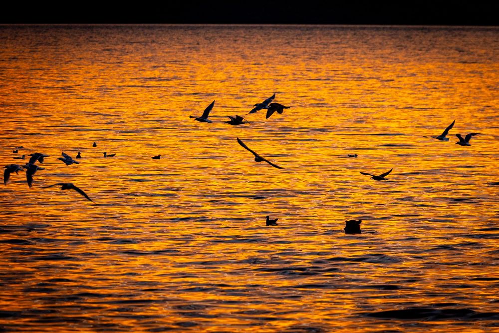 Flock of birds flying in silhouette over golden reflective water at sunset.