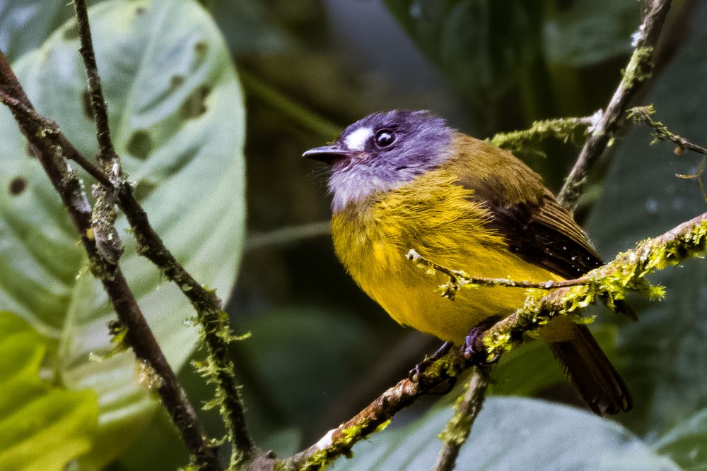 A small yellow and gray bird perched on a moss-covered branch surrounded by tropical green leaves.