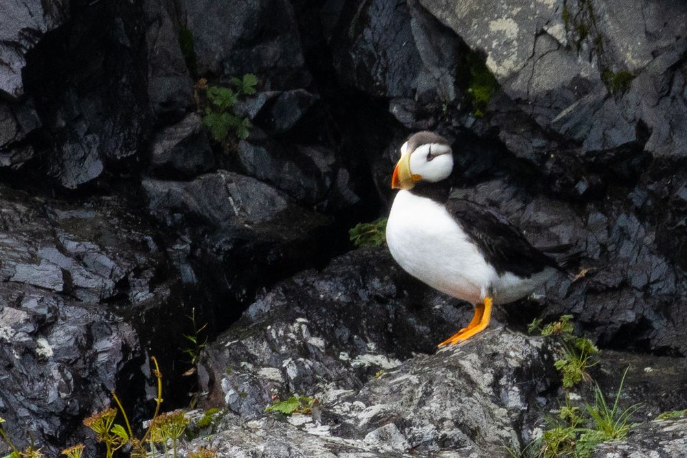 A colorful Atlantic puffin stands on rocky coastal cliffs showing its distinctive orange beak.