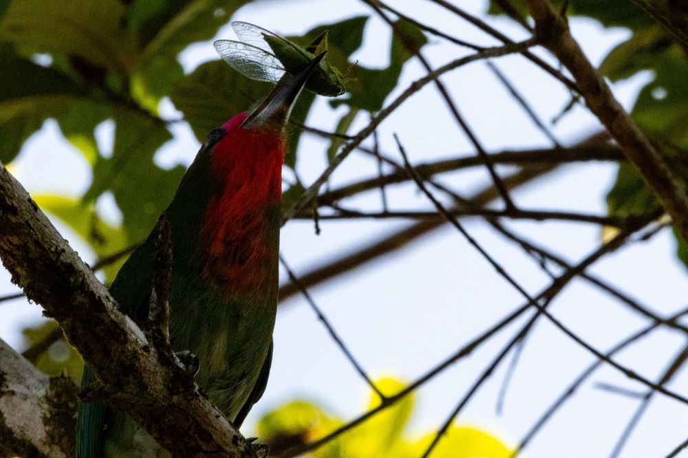 A vibrant red-bearded bee eater perched on a branch with a dragonfly caught in its beak.