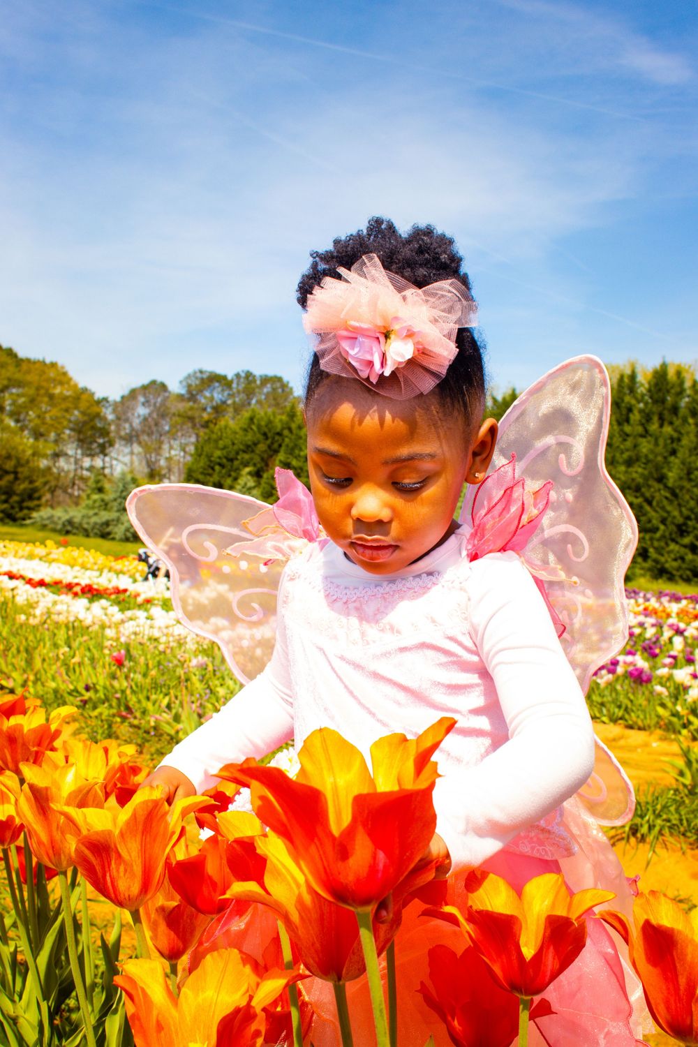 A child in a fairy costume with wings explores bright red and yellow tulips in a sunny spring garden.