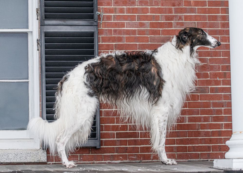 Long-haired Borzoi dog with white and brindle coat standing beside a brick wall. Dog Photo by Xenophon Photography in Maine.