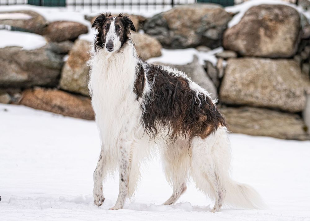 White and brindle Borzoi dog standing in snow with rocky background in winter. Dog Photo by Xenophon Photography in Maine.