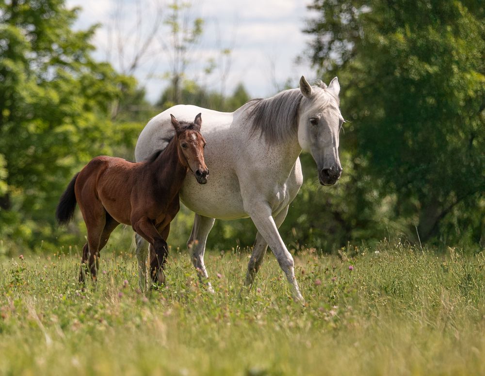 A white mare and brown foal walk together through a lush green meadow on a sunny day. Horse Photo by Xenophon Photography in Maine.