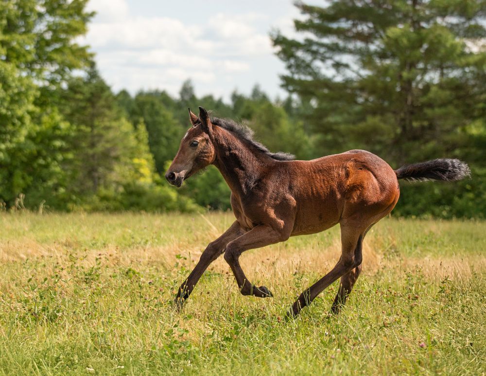 A young bay foal gallops freely across a green meadow with trees in the background. Horse Photo by Xenophon Photography in Maine.