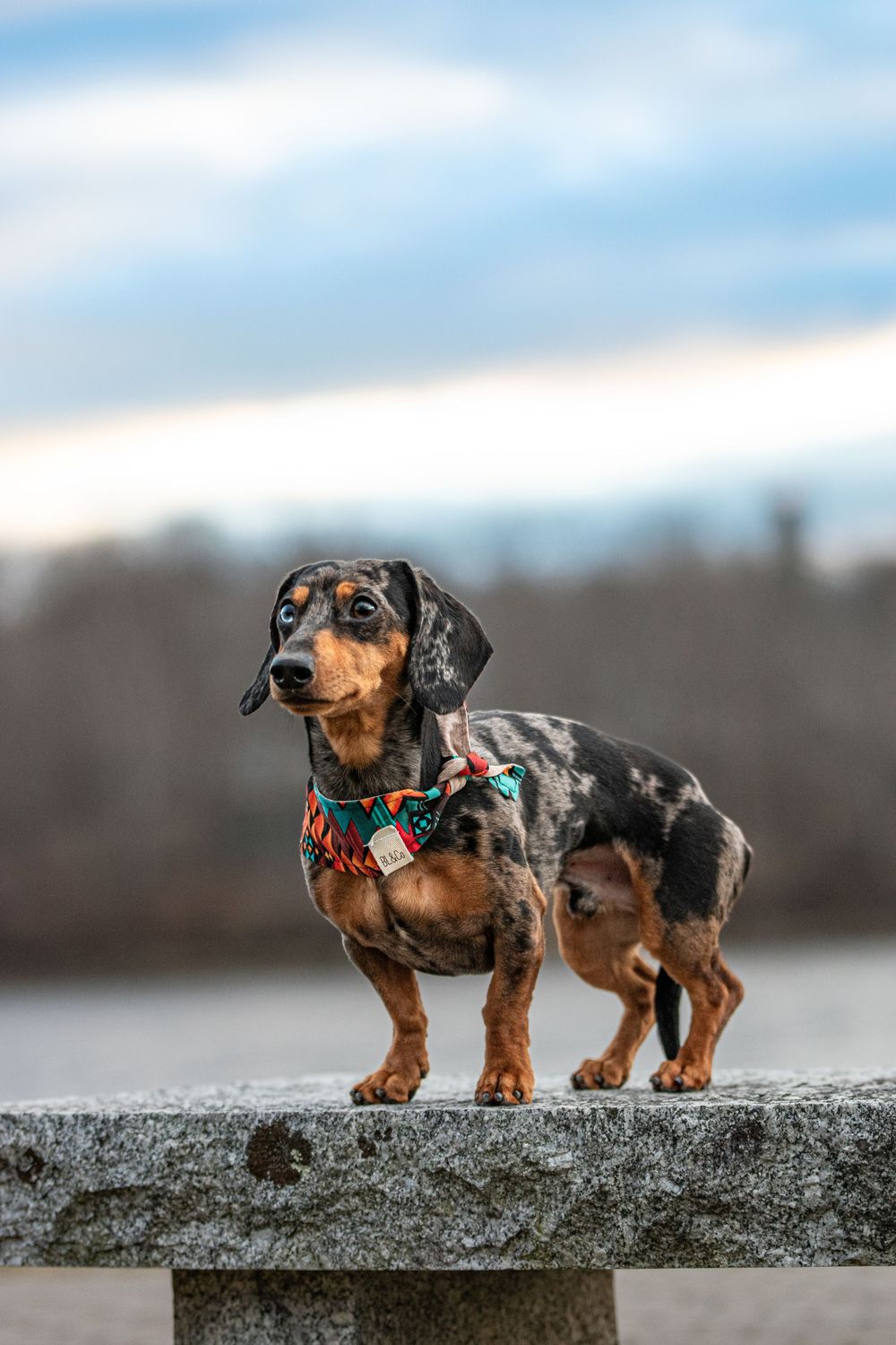 Dapple Dachshund wearing colorful collar standing on stone surface under cloudy sky. Dog Photo by Xenophon Photography in Maine.