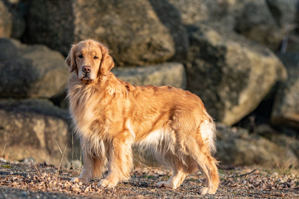 A golden retriever dog stands proudly on rocky ground with large boulders in warm sunset light. Dog Photo by Xenophon Photography in Maine.