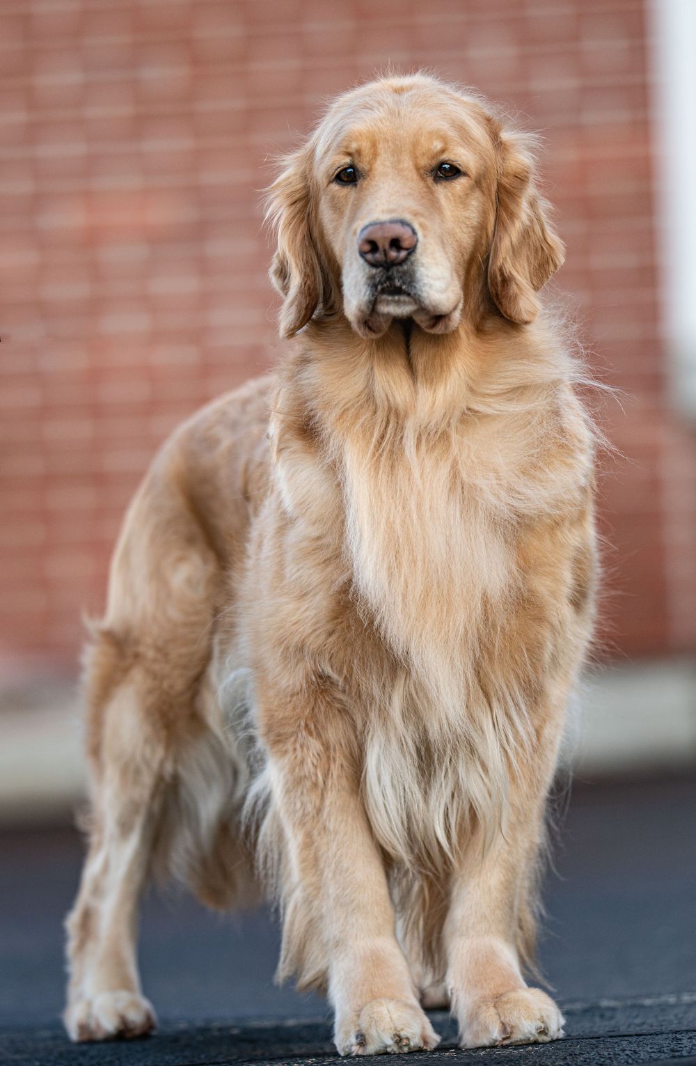 A beautiful golden retriever dog stands alert on pavement in front of a brick wall. Dog Photo by Xenophon Photography in Maine.