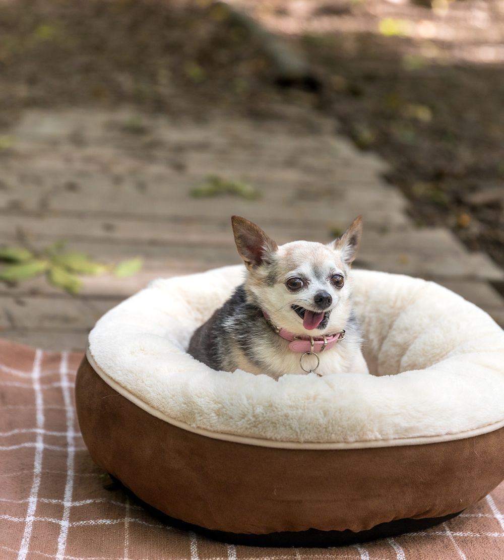 Small chihuahua relaxing in a round brown and white pet bed.