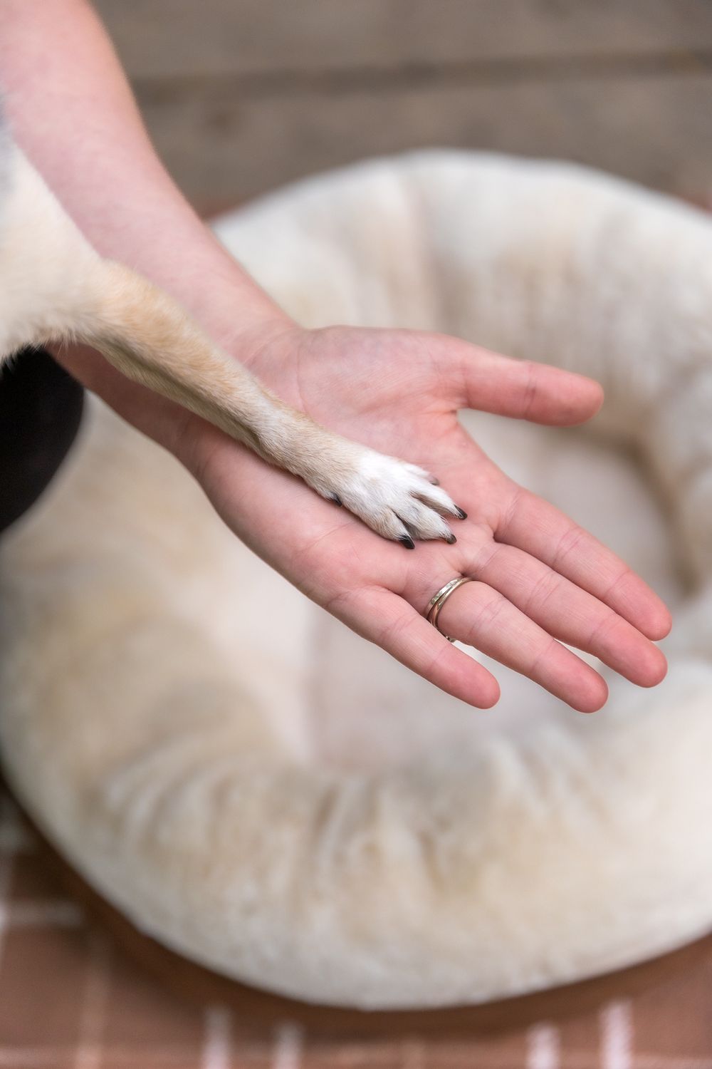 Dog's paw placed gently in a person's palm showing a close bond.
