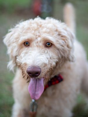 Fluffy goldendoodle dog with curly cream-colored fur and pink tongue wearing a red collar outdoors.