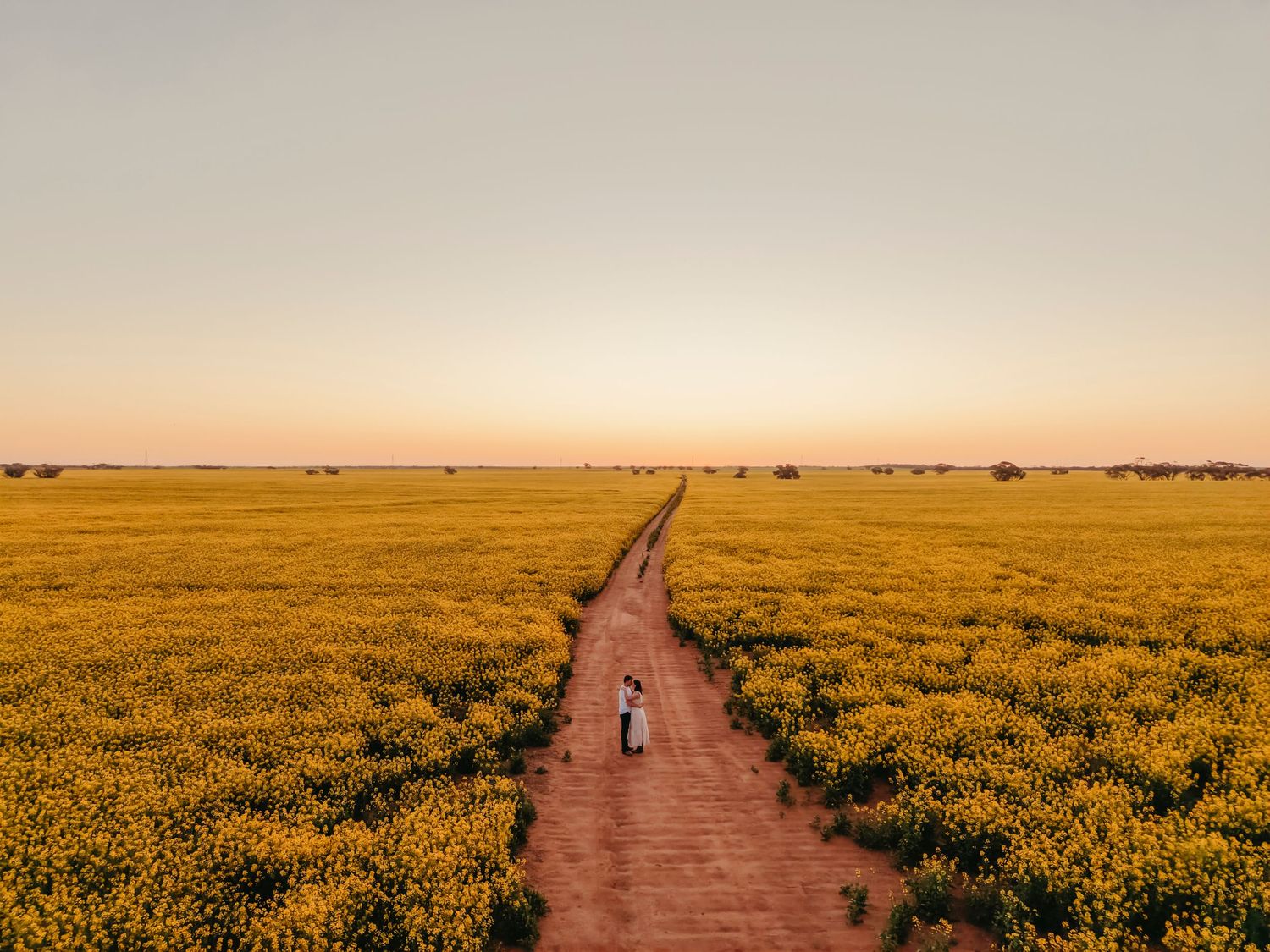Two people walk along a dirt path through vast golden yellow flower fields at sunset.