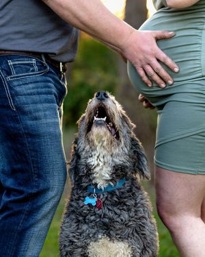 An excited fluffy dog looks up at expecting parents during an outdoor maternity photo session.