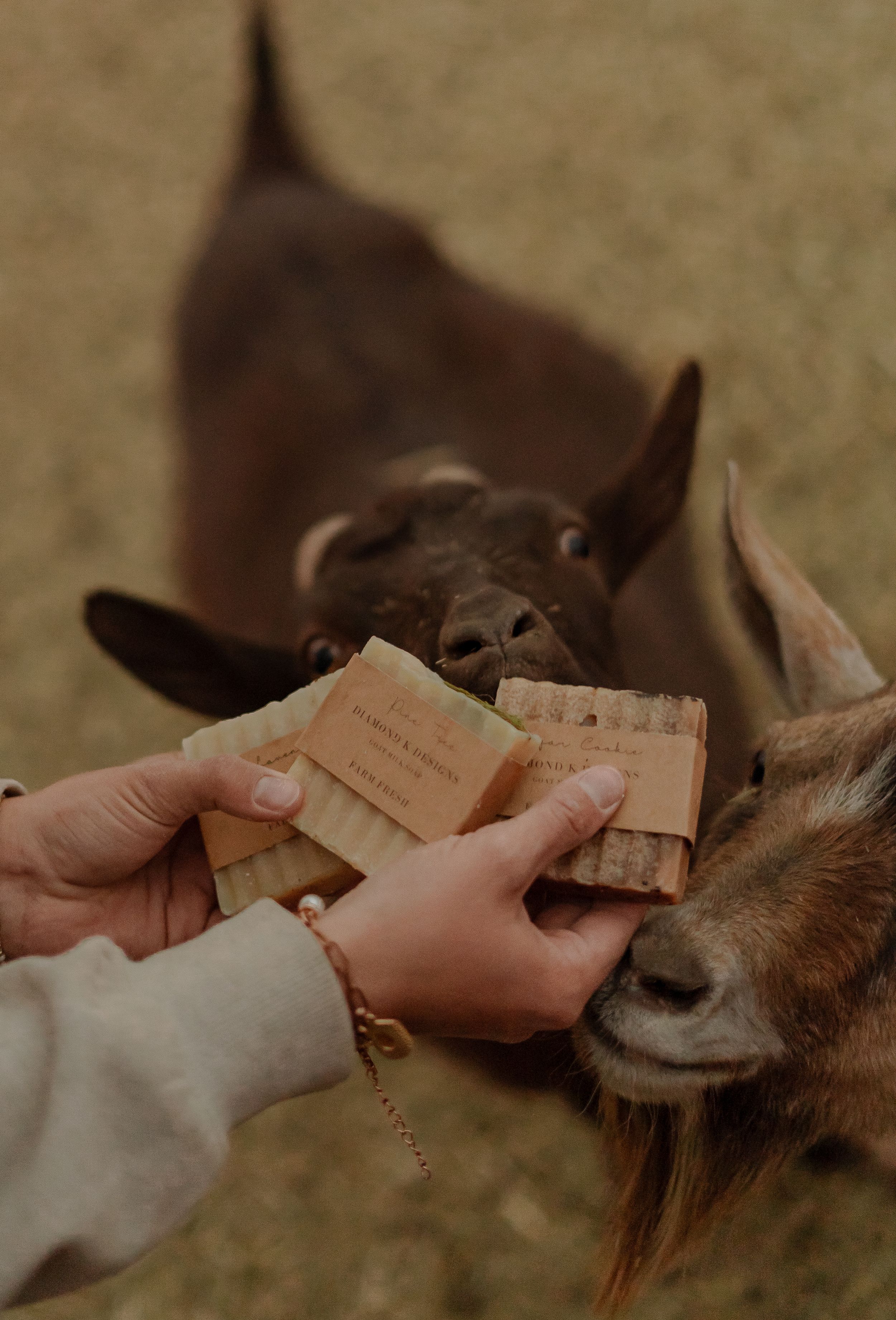 brand photography for small farm