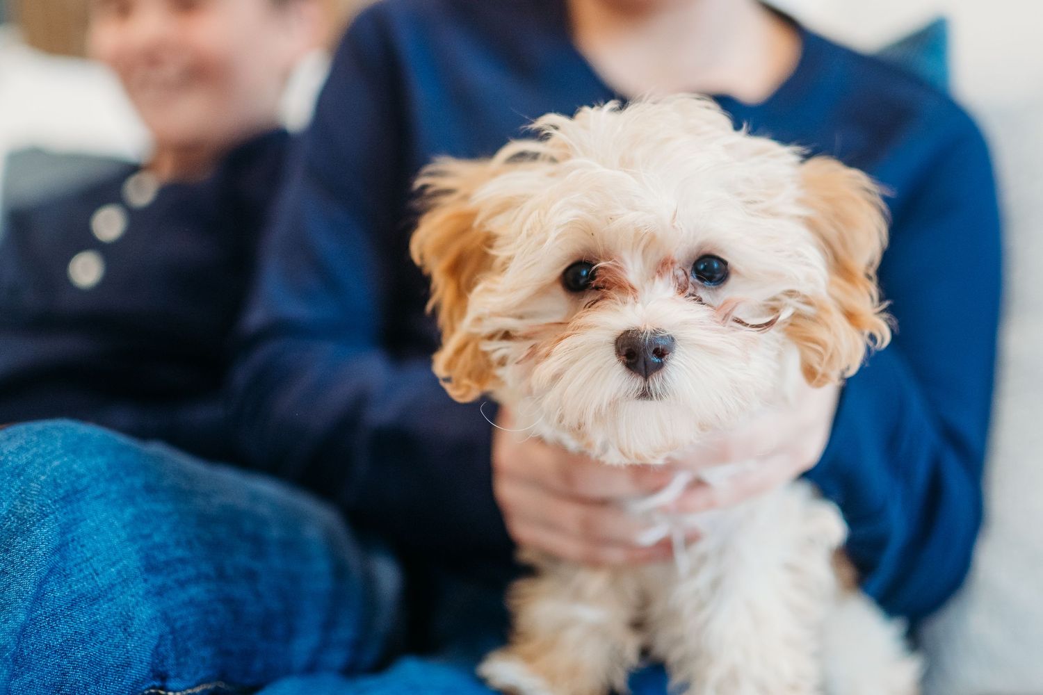 Close up portrait of a small white Maltese mix dog with fluffy fur.
