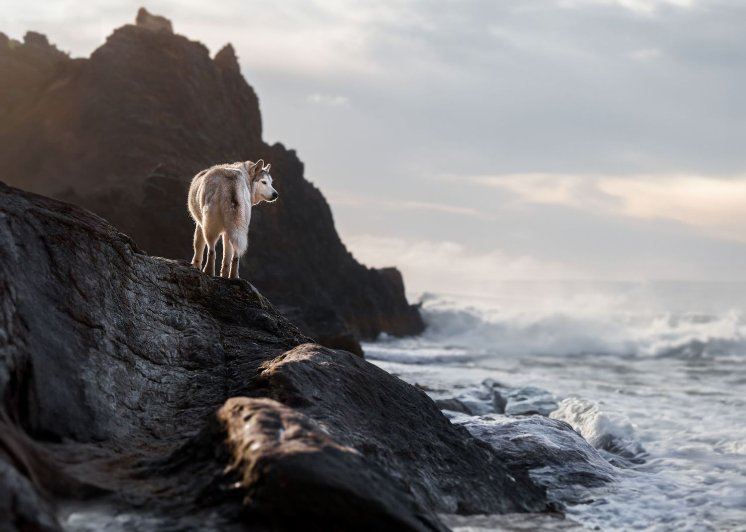 dog, silver lining, beach, coast, dog photography, ocean, wolf, husky, cliff, sky,sunset, rays of light, rocks, reflection, love , mirror