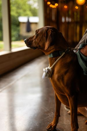 Brown Vizsla dog wearing pearl collar standing attentively inside rustic barn wedding venue.