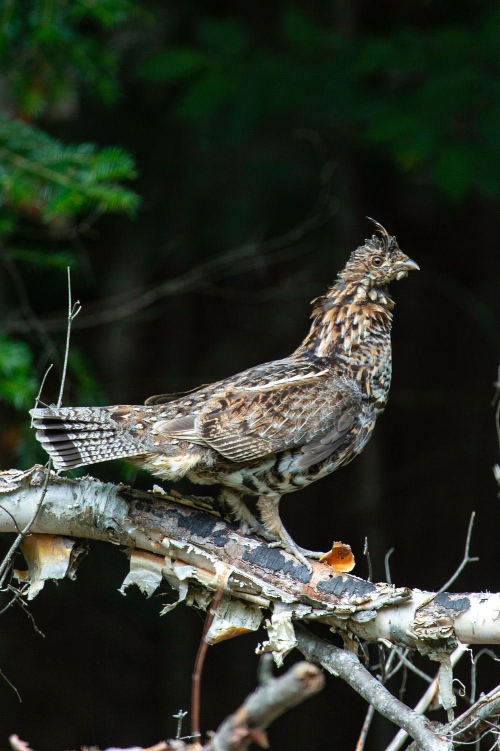 A ruffed grouse perched on a fallen birch log in a dark forest, displaying its speckled brown plumage.