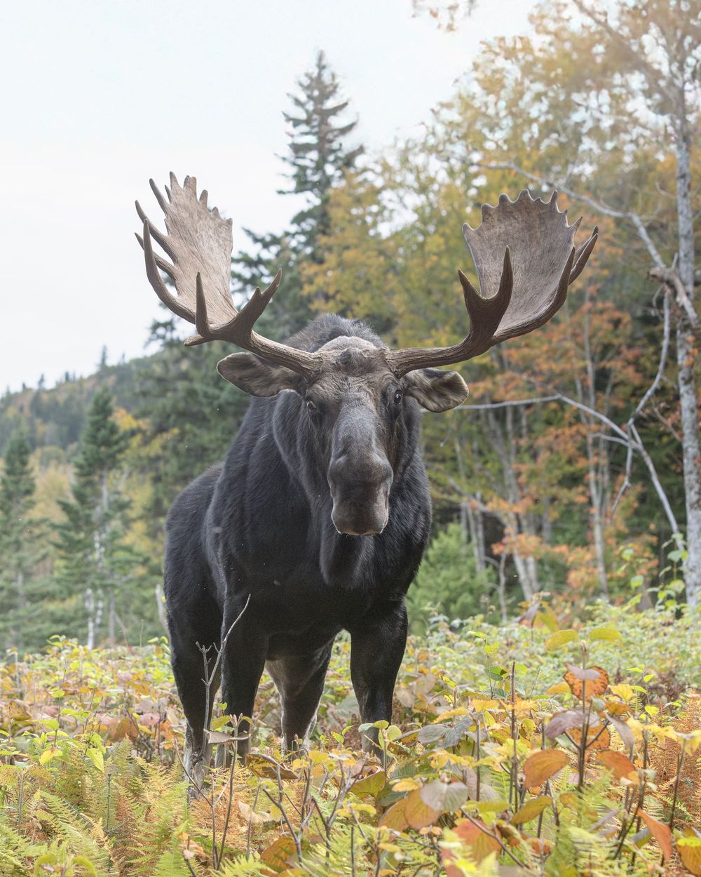 A large bull moose with impressive antlers stands alert in autumn foliage with evergreen trees in background.
