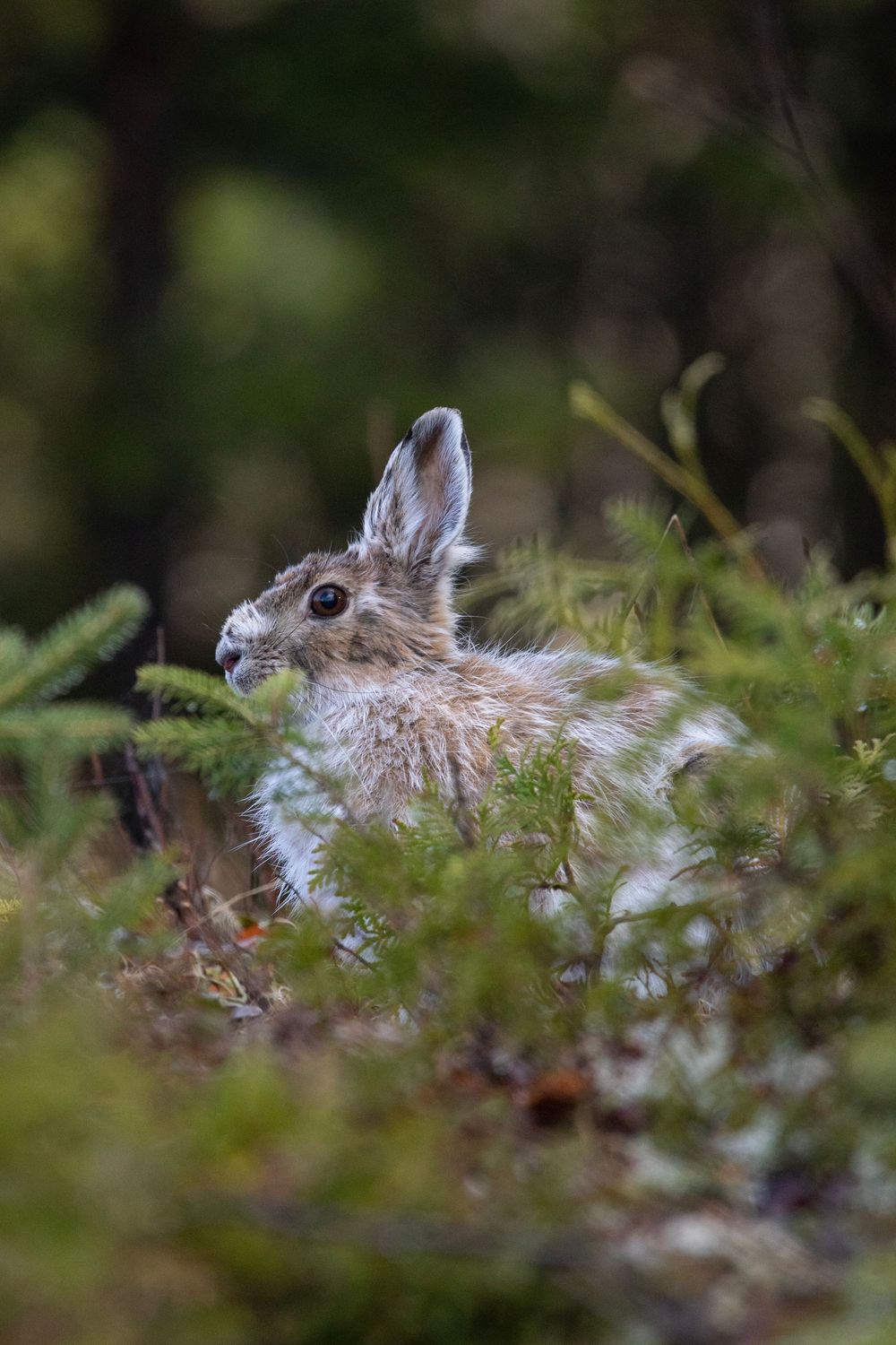 A snowshoe hare in transitional coat sits camouflaged among green spruce branches in forest.