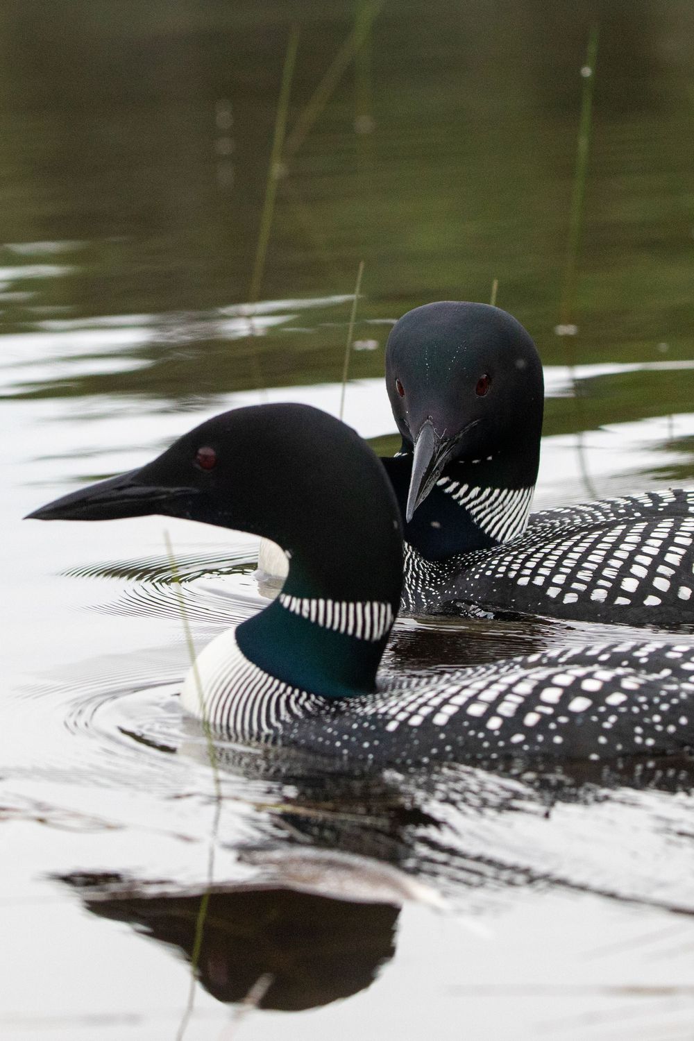 Two common loons with distinctive black-and-white plumage swimming together on a calm lake.