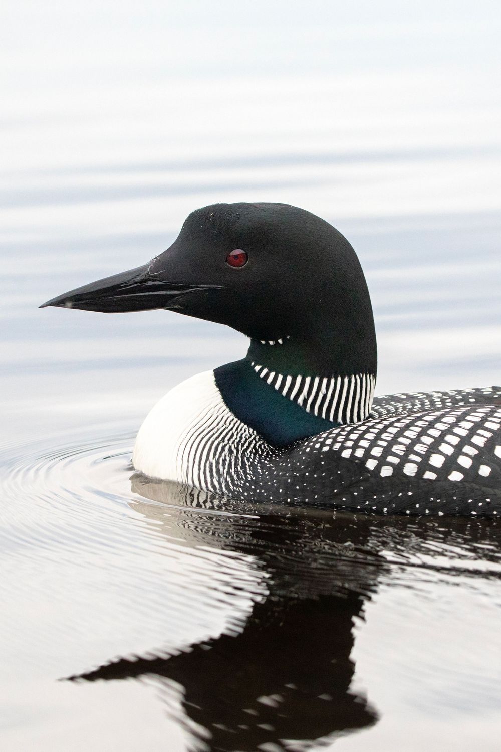 A common loon with striking black head, red eye, and checkered plumage swimming on a calm lake.