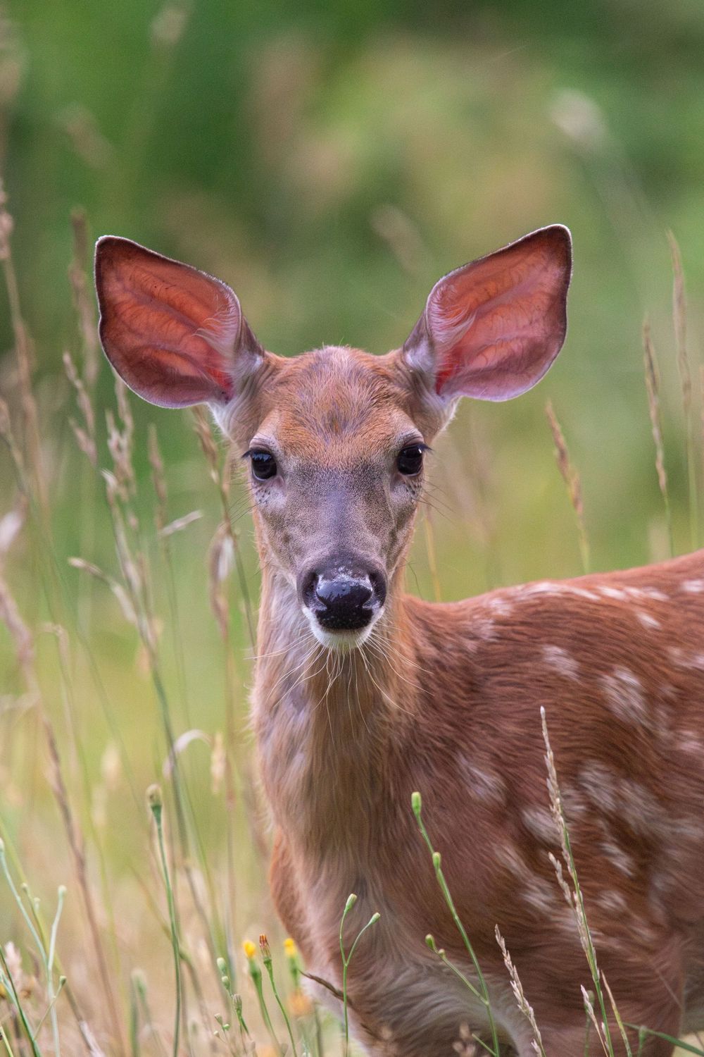 A white-tailed deer fawn with spotted coat stands alert in tall grass looking at camera.