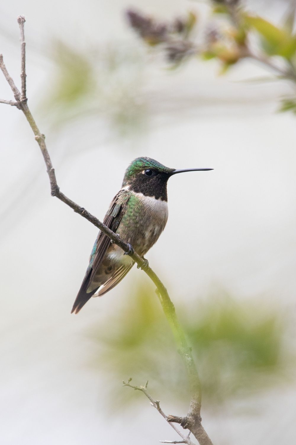 A ruby-throated hummingbird with iridescent green plumage perched on a thin branch against a soft white background.