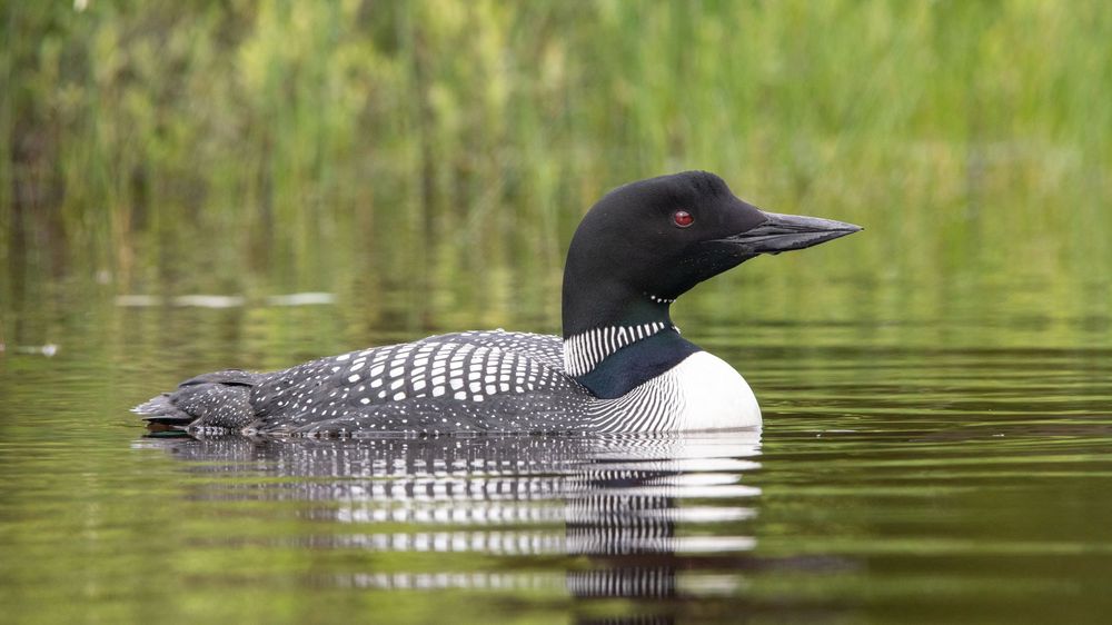 A common loon with striking black and white plumage swimming gracefully on a calm lake near green reeds.