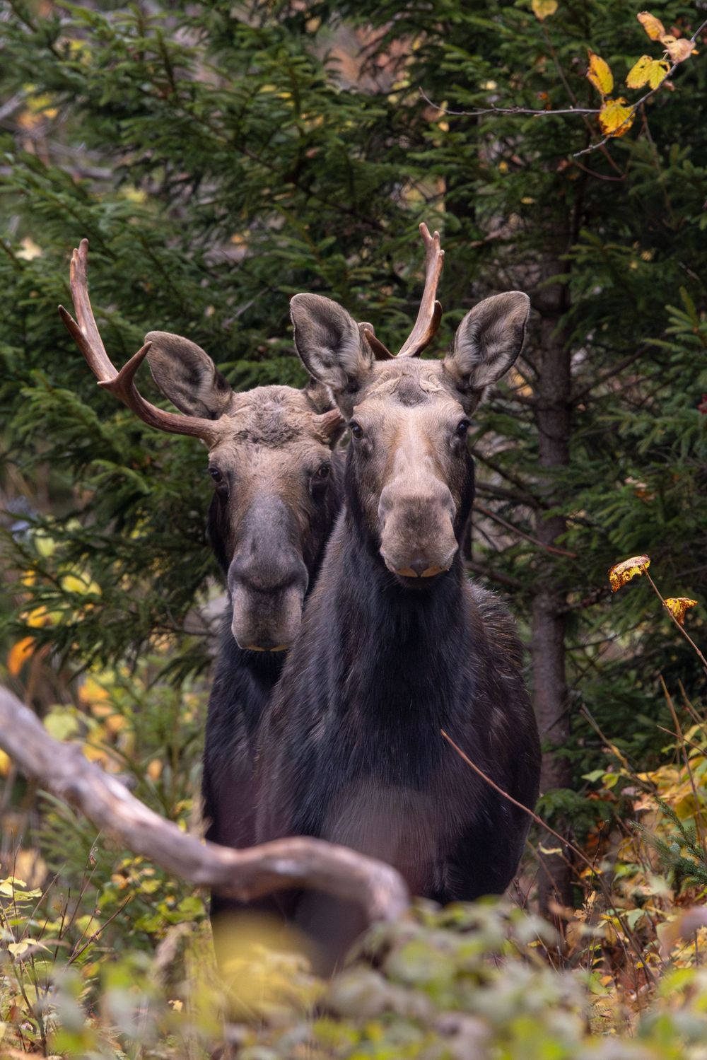 Two young bull moose with velvet antlers standing together among autumn foliage in a dense forest.