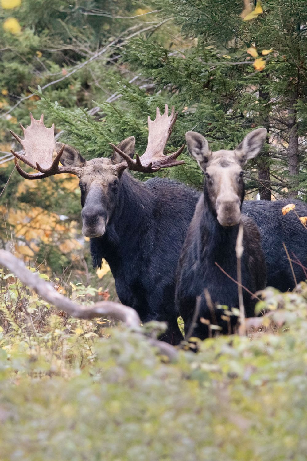Two bull moose with large palmate antlers standing side by side in an autumn forest setting.
