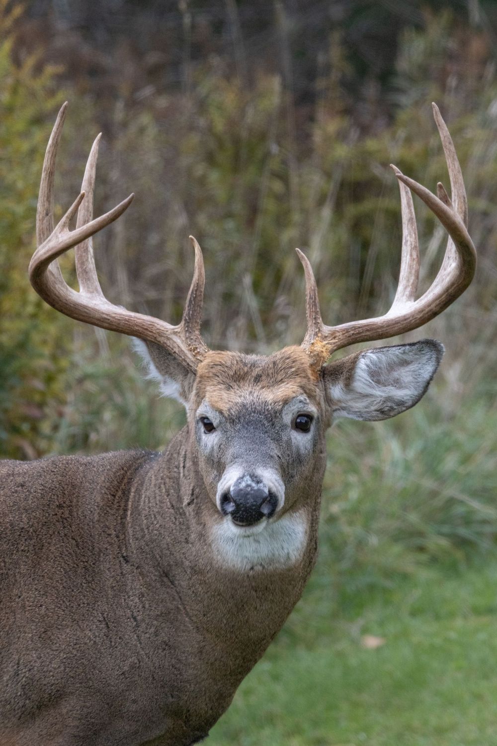 A trophy white-tailed deer buck with large multi-point antlers looking directly at the camera in fall.