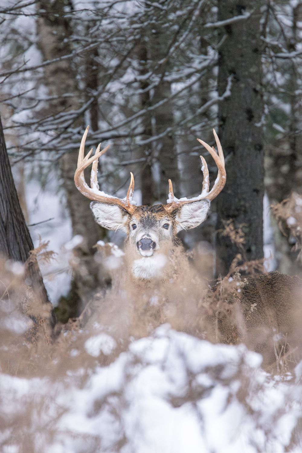A large white-tailed deer buck with impressive antlers standing in a snowy winter forest landscape.