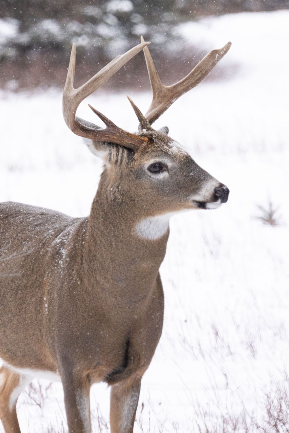 A white-tailed deer buck with antlers standing in a snowy field during a winter snowstorm.