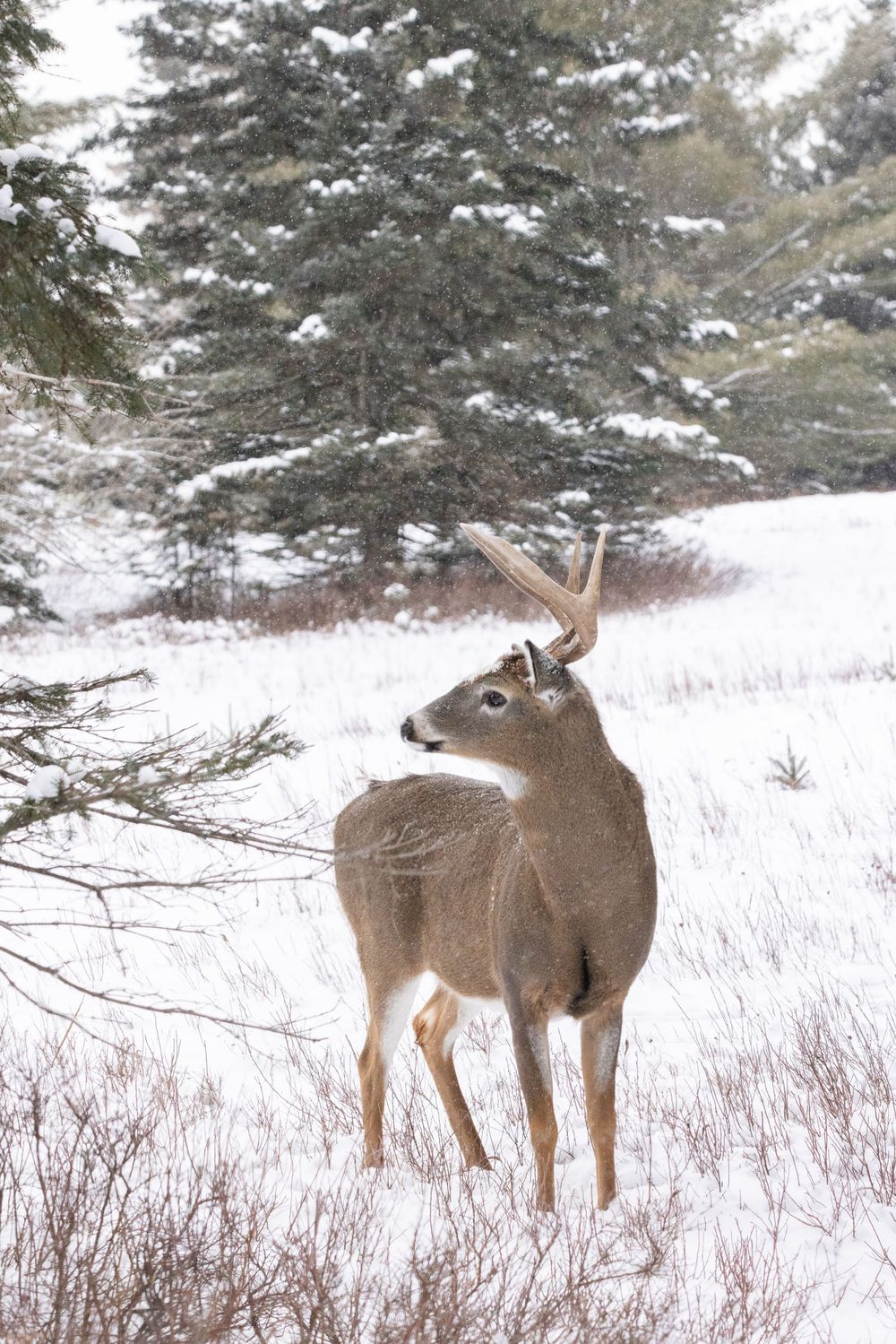 A white-tailed deer buck with asymmetrical antlers standing near snow-covered evergreen trees in winter.