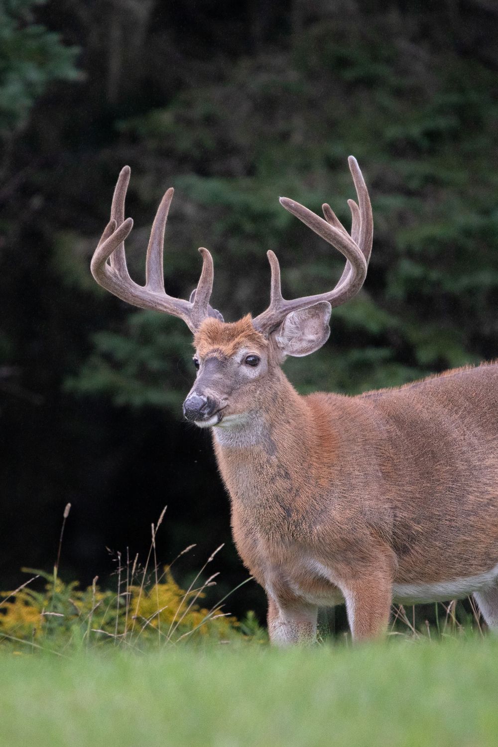 MAINE 10 POINT WHITETAIL DEER  IN VELVET
