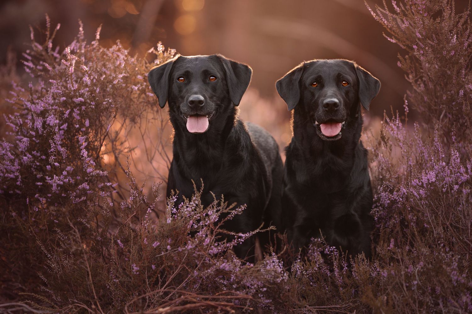 Group of black Labrador retrievers sitting in blooming heather field at sunset.