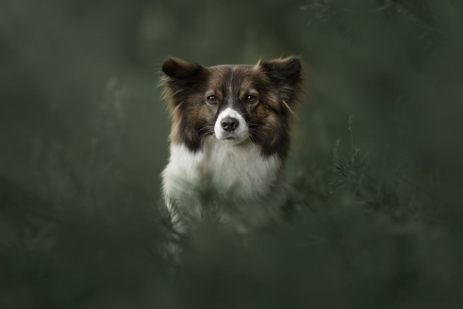 Portrait series of dogs against a dark green forest background.