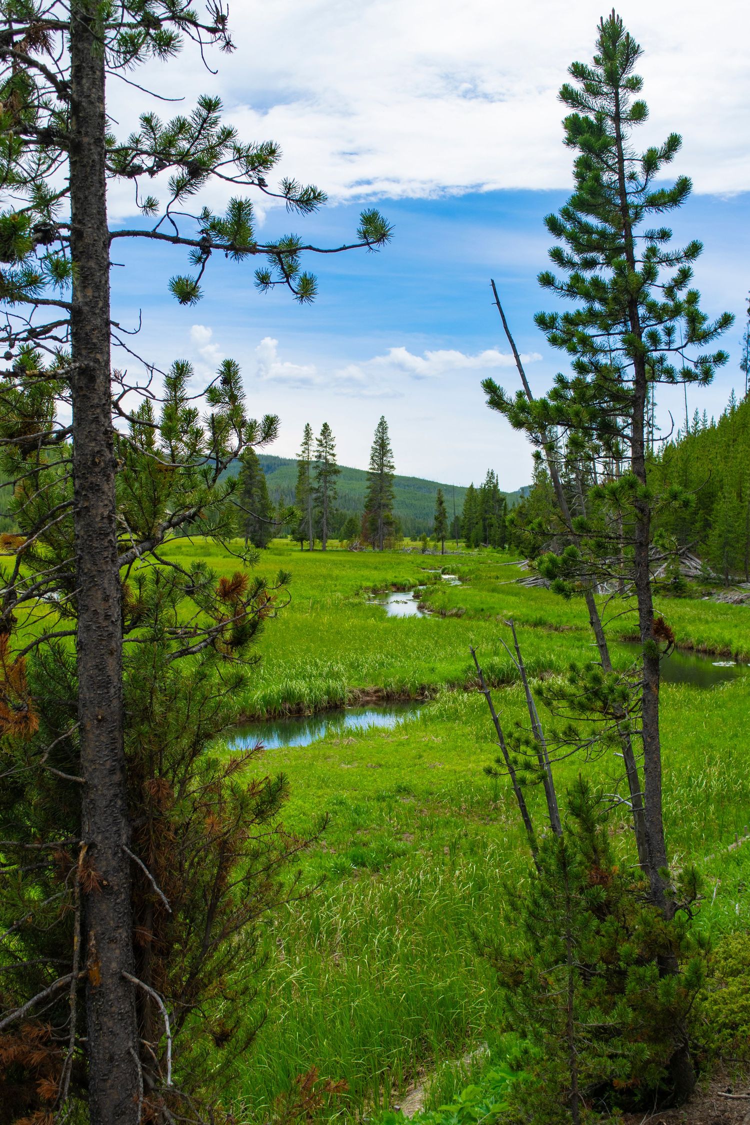 Pine trees frame a meandering stream through a verdant mountain meadow under blue skies.