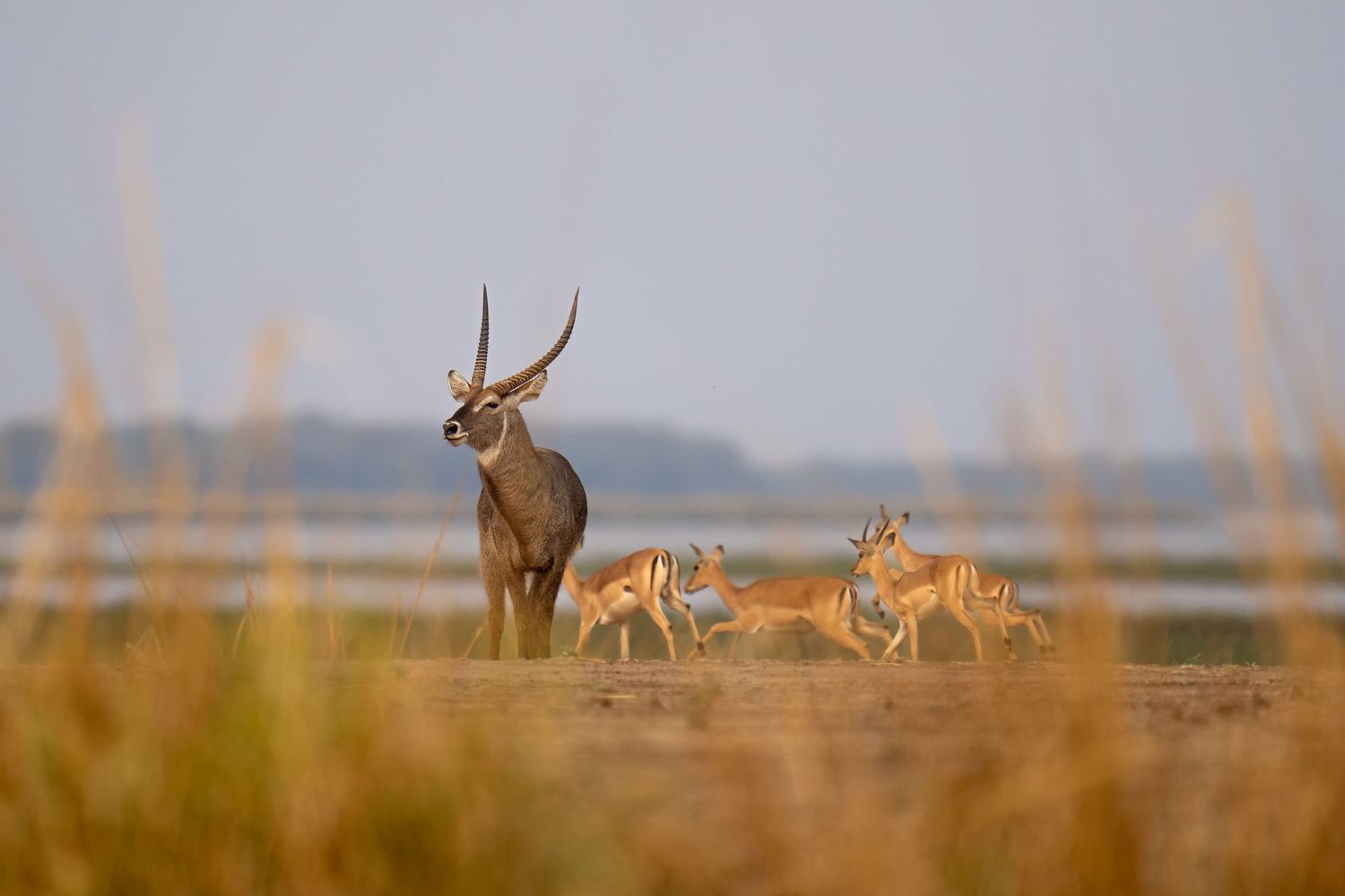 Waterbuck standing with impala in tall golden grass at sunrise.