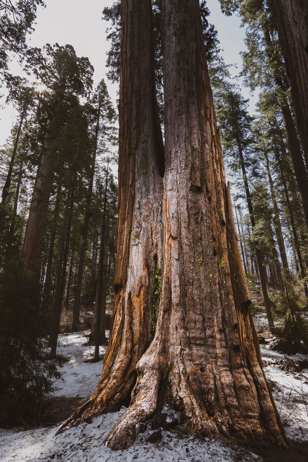 tree, nature, outdoors