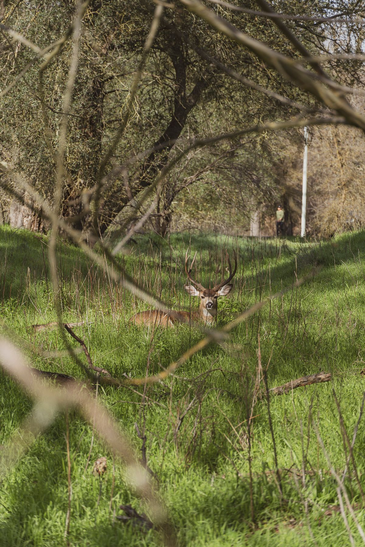 deer, nature outdooors