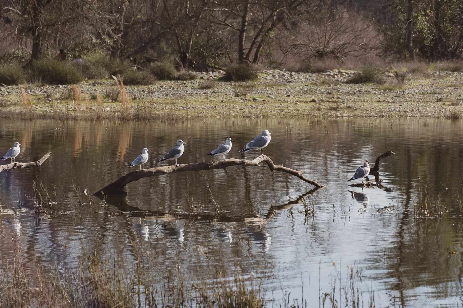 landscape, bird, river, outdoors