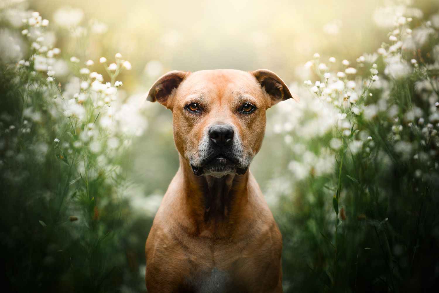 amerikai pit bull terrier portré virágokkal kutyafotózás