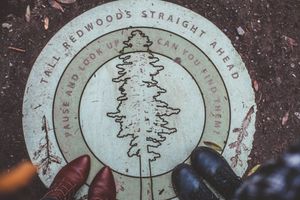 A sign that says Tall Redwoods Straight Ahead Pause and Look Up Can You Find Them.