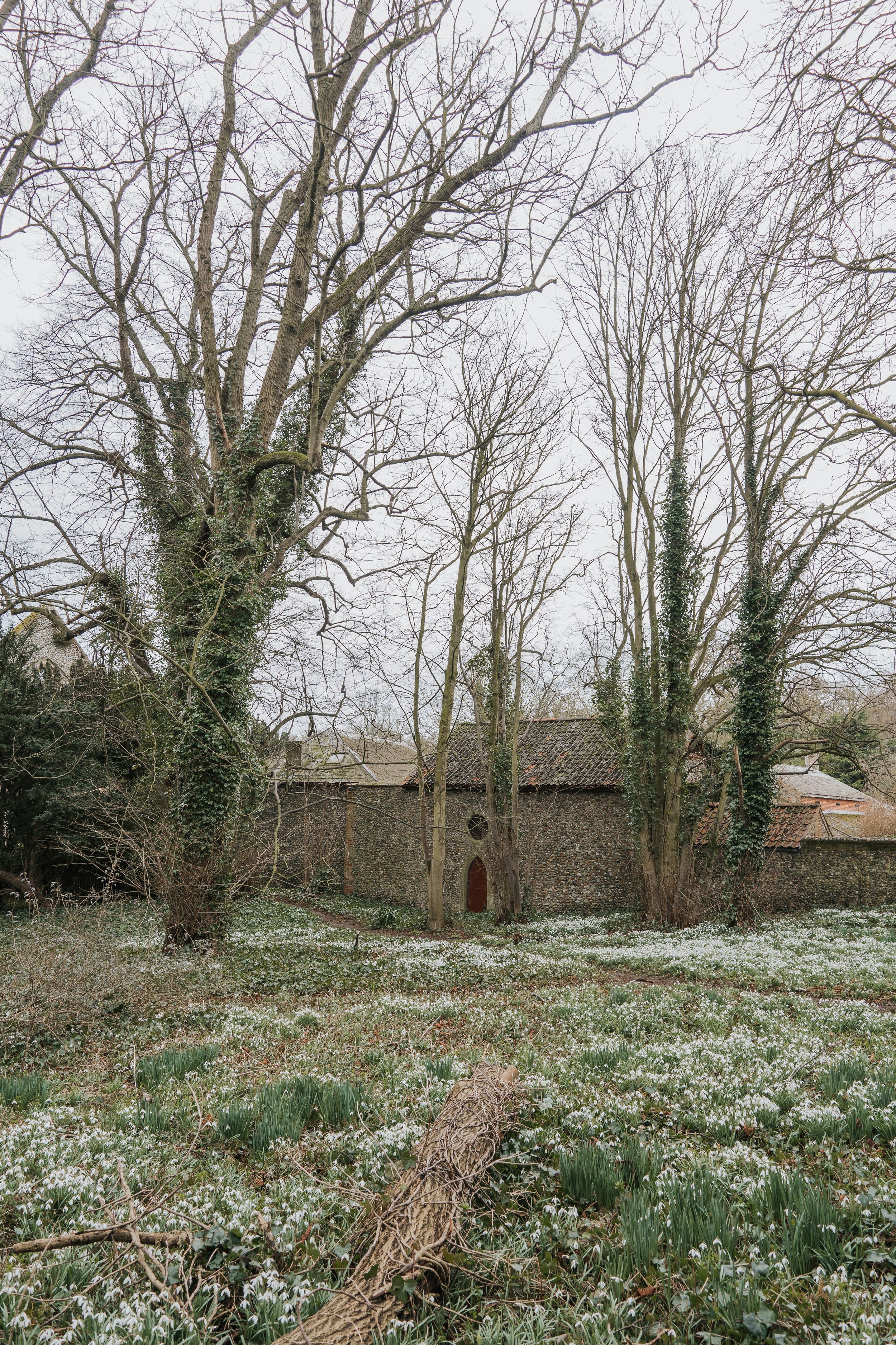 Field of blooming snowdrops beneath bare winter trees in a woodland setting in England.