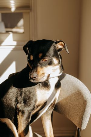 A black and brown dog sitting in a chair indoors with shadows on her face.