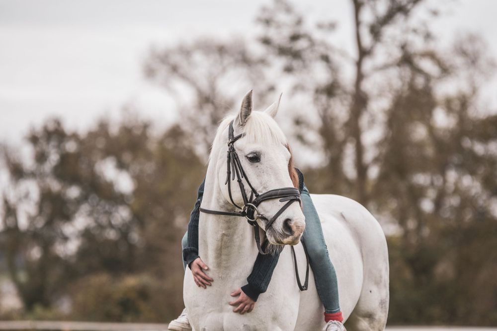 Equine Portfolio, Emma Laws Photography