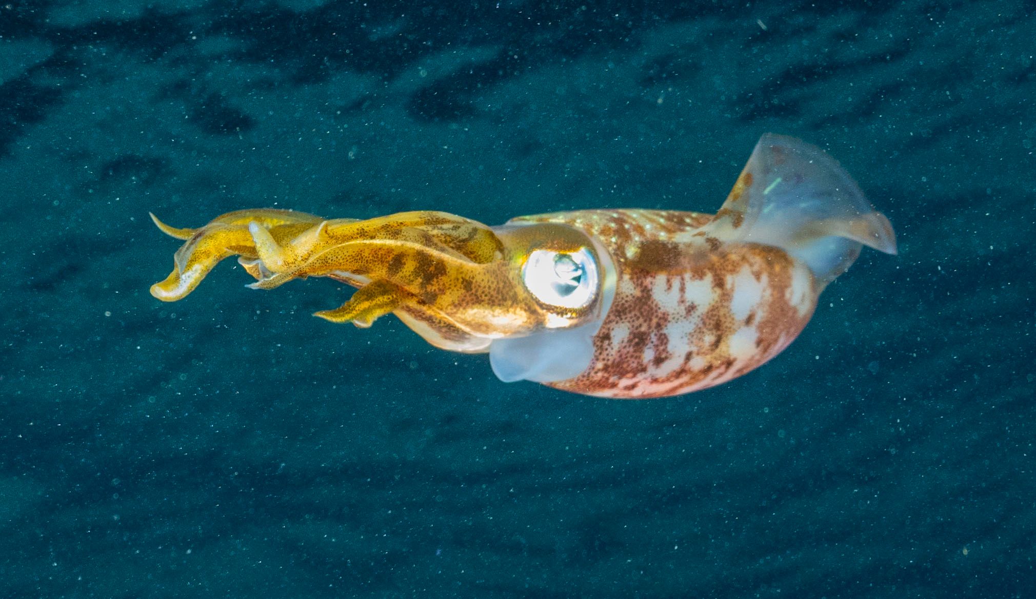 Caribbean Reef Squid