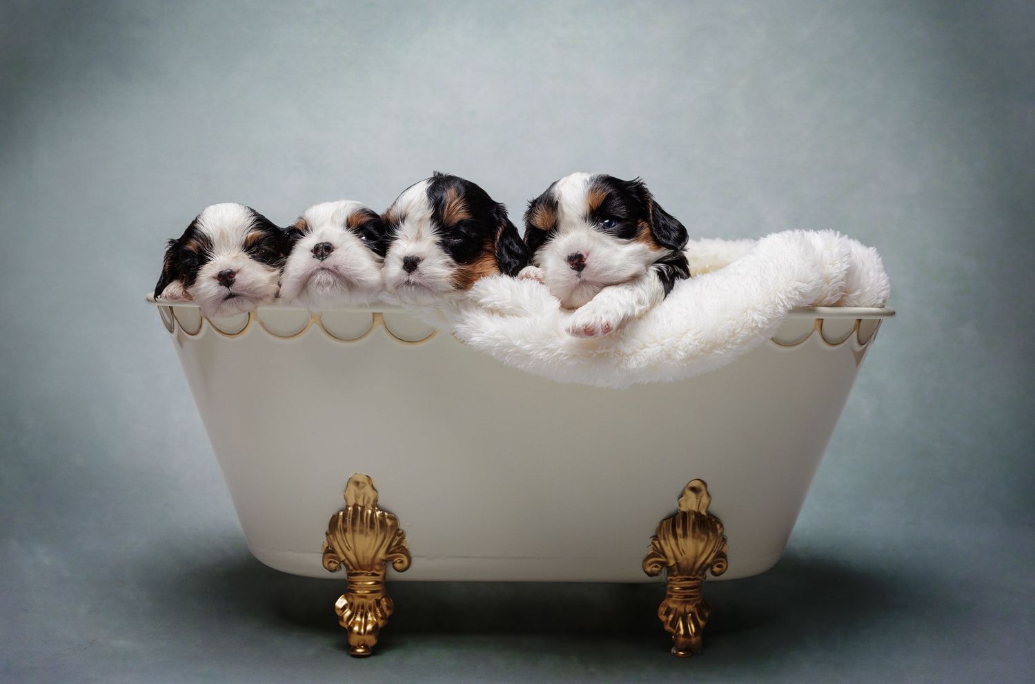 edited image of puppies in a bathtub with texture applied to backdrop